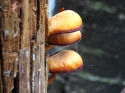 Mushrooms on a tree in Plitvice, Croatia